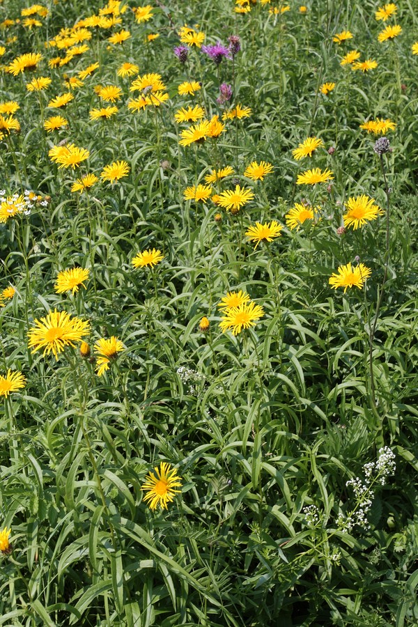 Image of Inula salicina specimen.