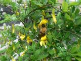 Caragana ussuriensis. Ветви с цветками и с кормящимся шмелём. Хабаровск, территория 1-й краевой больницы. 21.05.2013.