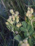 Potentilla