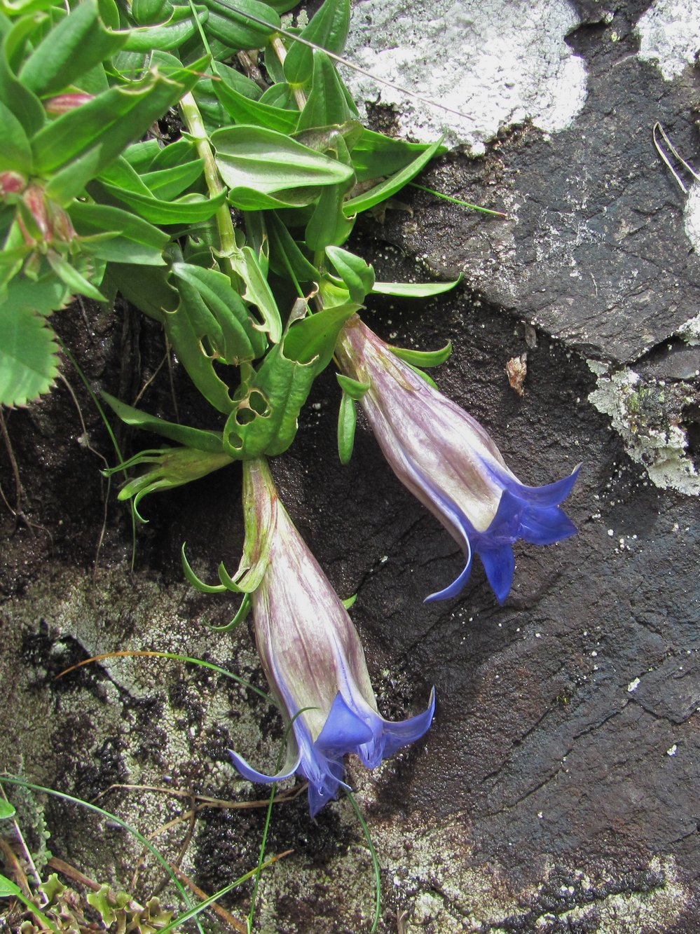 Image of Gentiana grossheimii specimen.