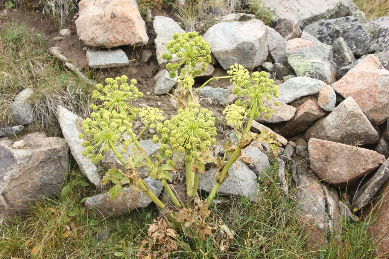 Image of Archangelica decurrens specimen.