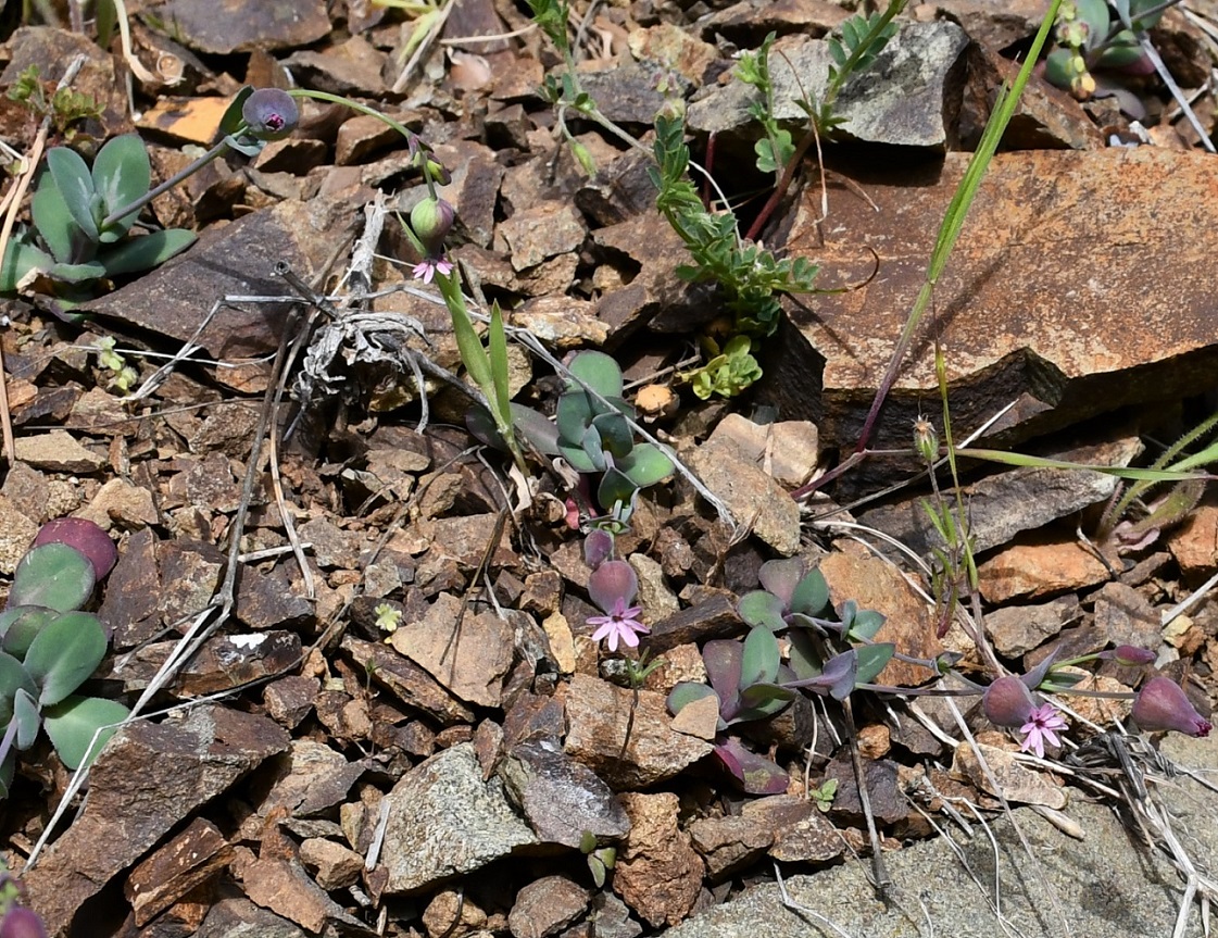 Image of Silene laevigata specimen.