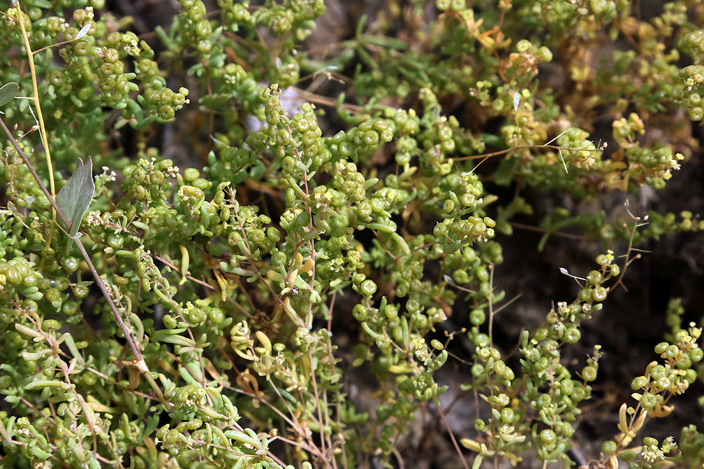 Image of Tetradiclis tenella specimen.