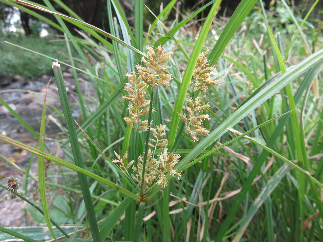 Image of Cyperus esculentus specimen.