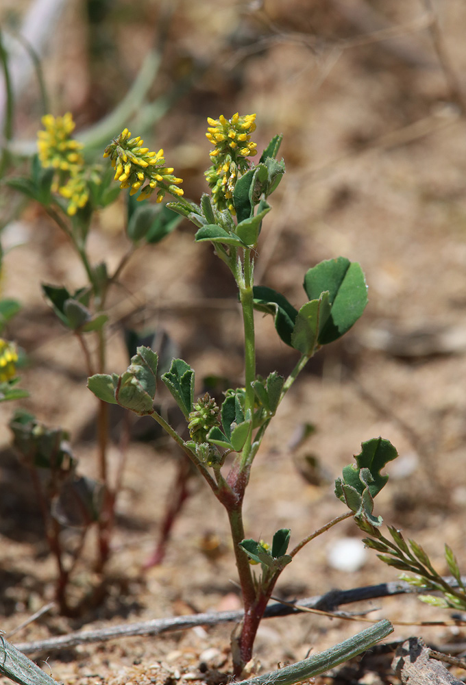 Изображение особи Melilotus indicus.