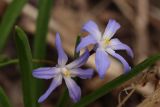 Chionodoxa luciliae