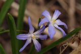 Chionodoxa luciliae. Цветки. Томская обл., Томск, Академгородок, в культуре. 17.04.2022.