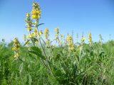 Phlomoides baldschuanica