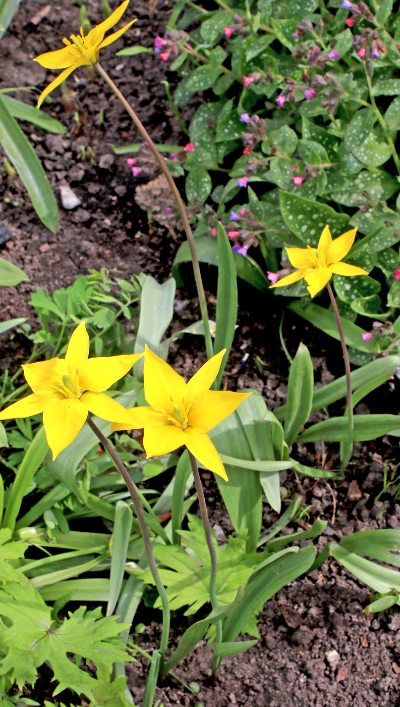 Image of Tulipa biebersteiniana specimen.