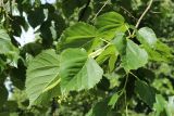 Tilia americana. Побег с бутонизирующими соцветиями. Санкт-Петербург, Кировский р-н, декоративное озеленение. 09.07.2022.