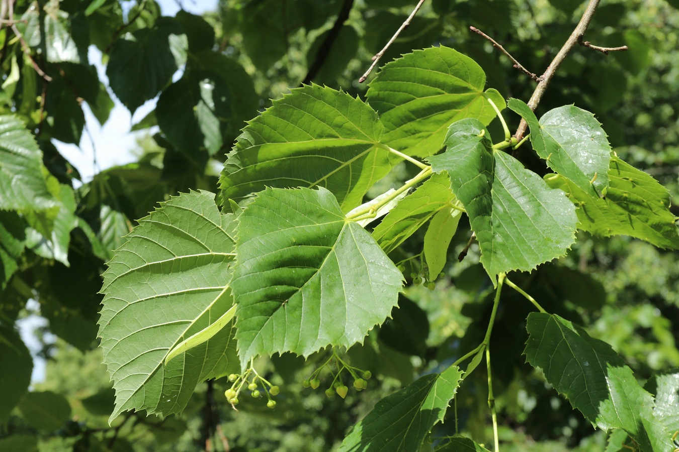 Image of Tilia americana specimen.