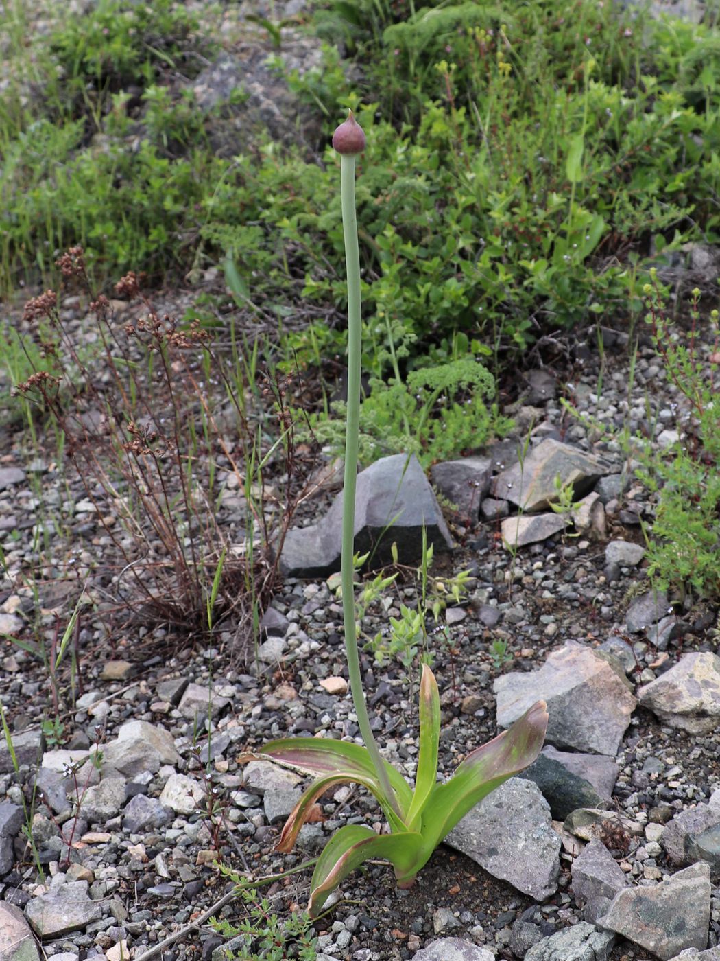 Image of Allium taschkenticum specimen.