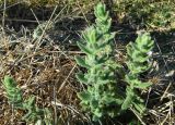 Teucrium scordioides