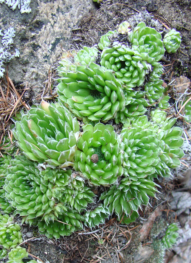 Изображение особи Orostachys spinosa.