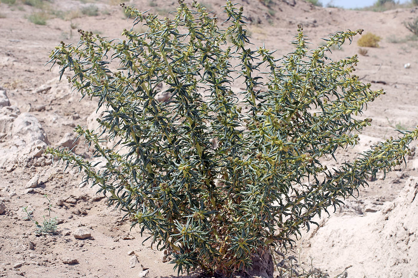 Image of Xanthium spinosum specimen.