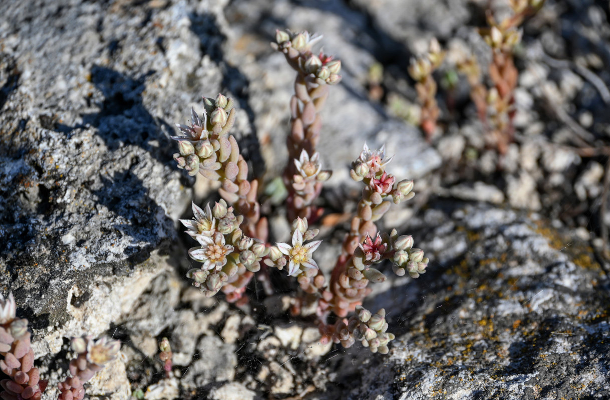 Изображение особи Sedum hispanicum.