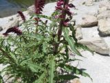 Lysimachia atropurpurea