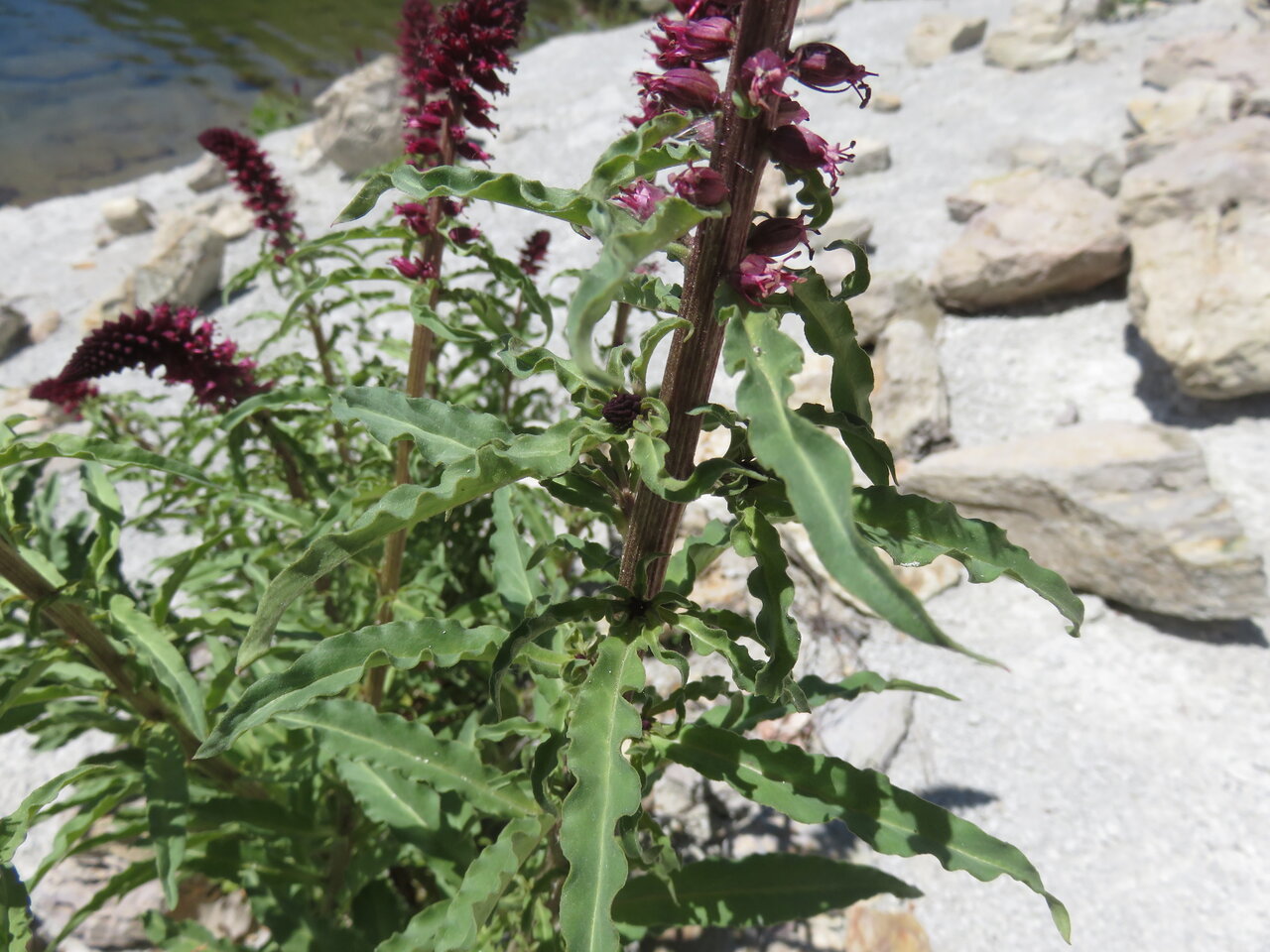 Изображение особи Lysimachia atropurpurea.