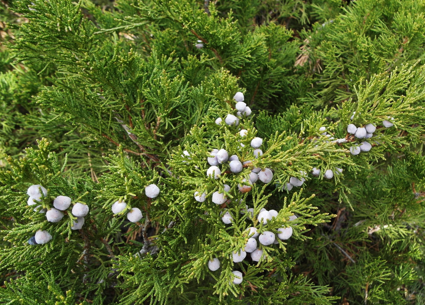 Image of Juniperus sabina specimen.