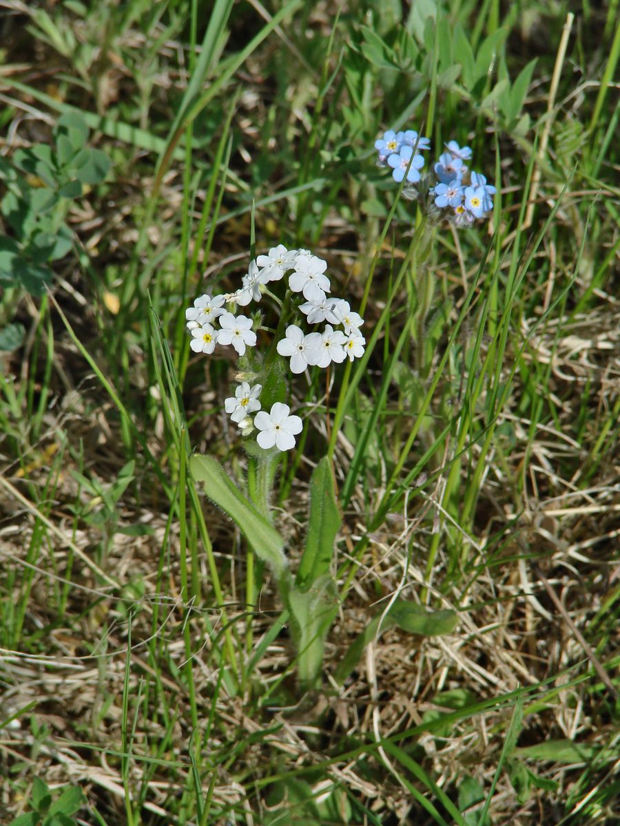 Изображение особи Myosotis imitata.