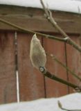 Magnolia biondii