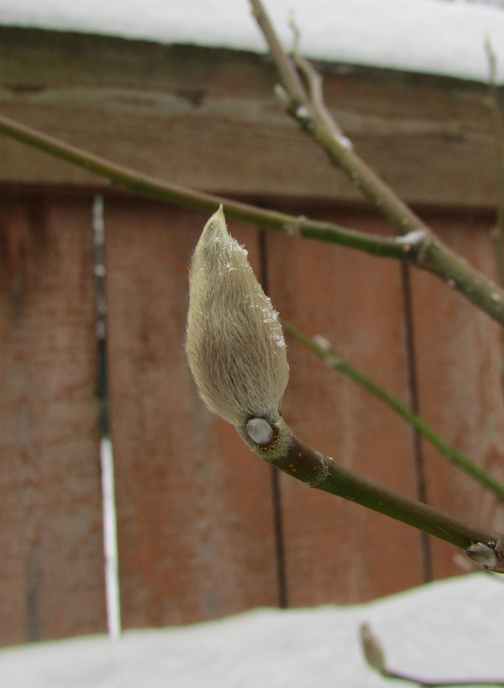 Image of Magnolia biondii specimen.