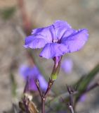 Ruellia simplex