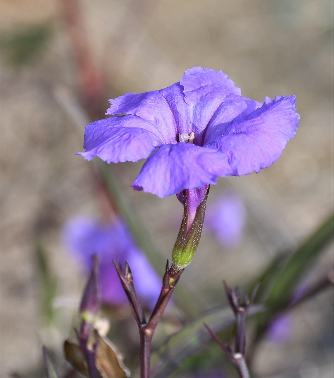 Image of Ruellia simplex specimen.