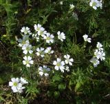 Cerastium arvense