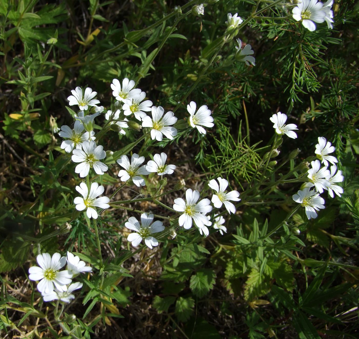 Изображение особи Cerastium arvense.