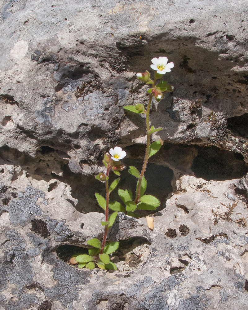 Image of Saxifraga adscendens specimen.