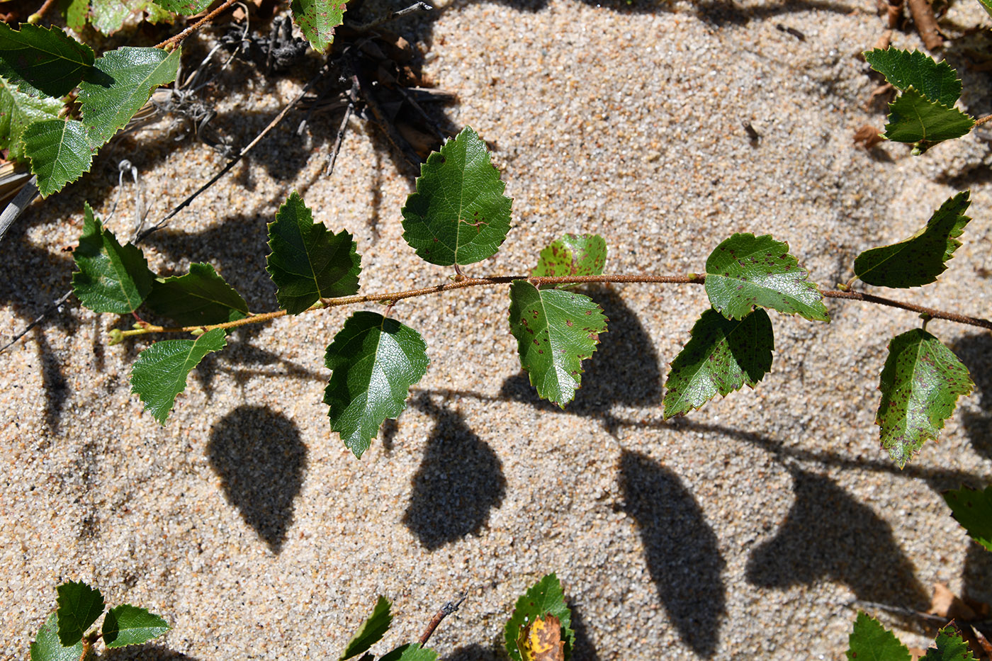 Image of Betula fusca specimen.