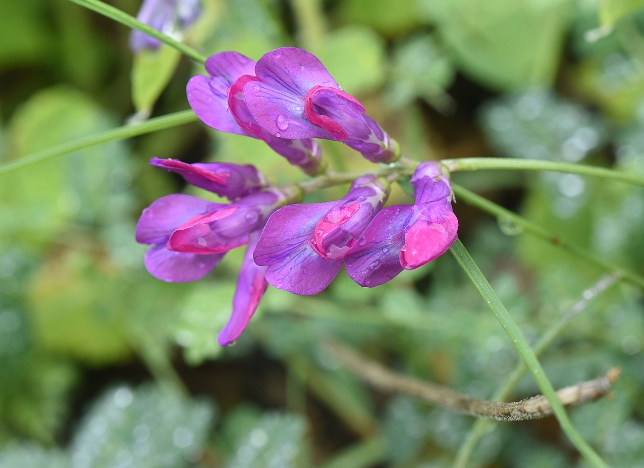 Изображение особи Vicia alpestris.