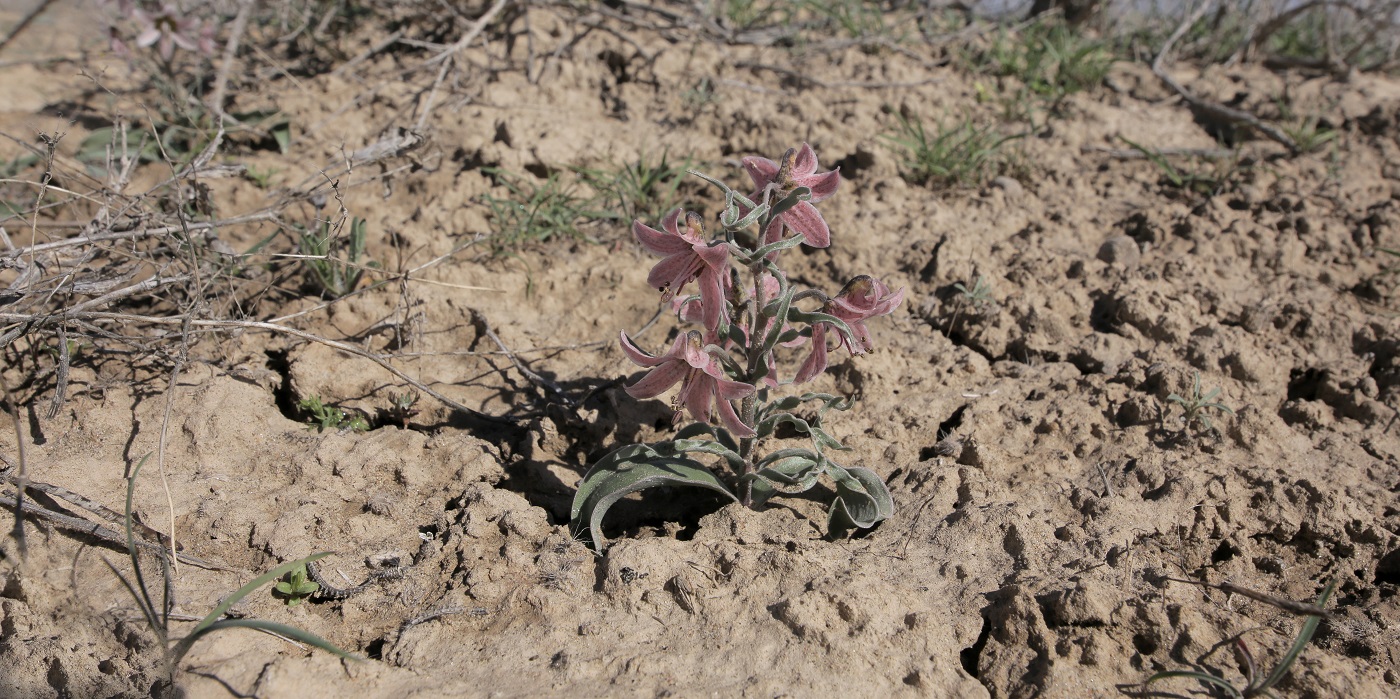 Image of Rhinopetalum karelinii specimen.