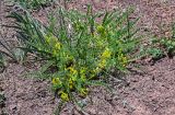 Astragalus lithophilus