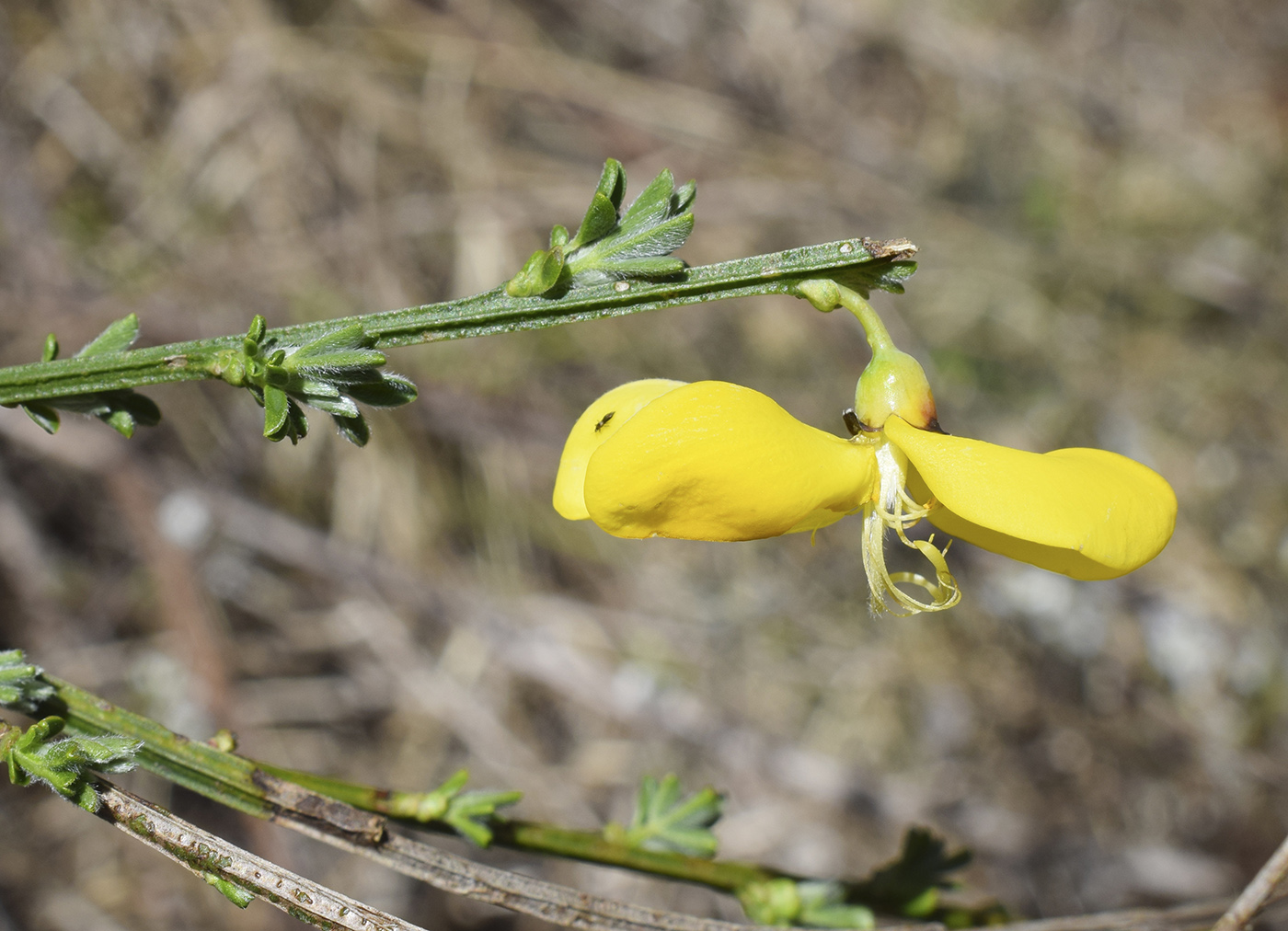 Image of Sarothamnus scoparius specimen.