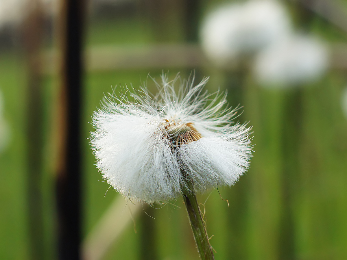 Image of Tussilago farfara specimen.