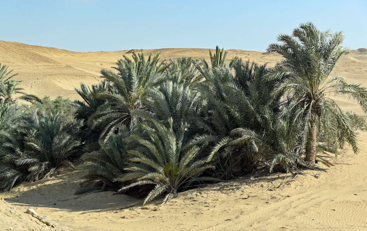 Image of Phoenix dactylifera specimen.