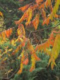 Rhus glabra. Ветвь с листьями в осенней окраске. Владивосток, Ботанический сад-институт ДВО РАН. 18 октября 2009 г.