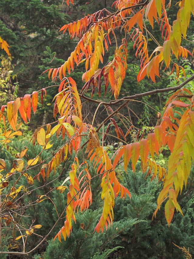 Image of Rhus glabra specimen.