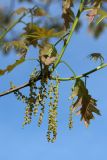 Quercus rubra. Часть веточки с мужскими соцветиями и молодыми побегами. Санкт-Петербург, Кировский р-н, в культуре. 20.05.2023.