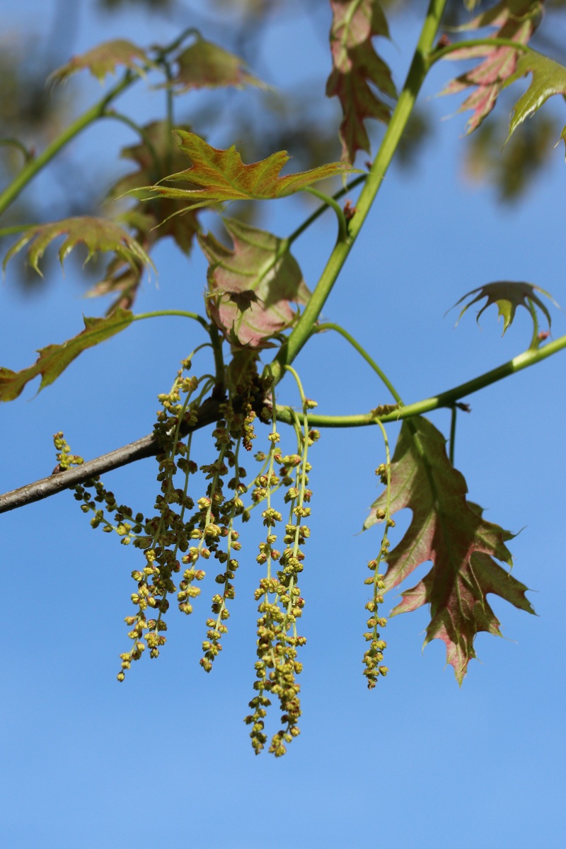 Изображение особи Quercus rubra.