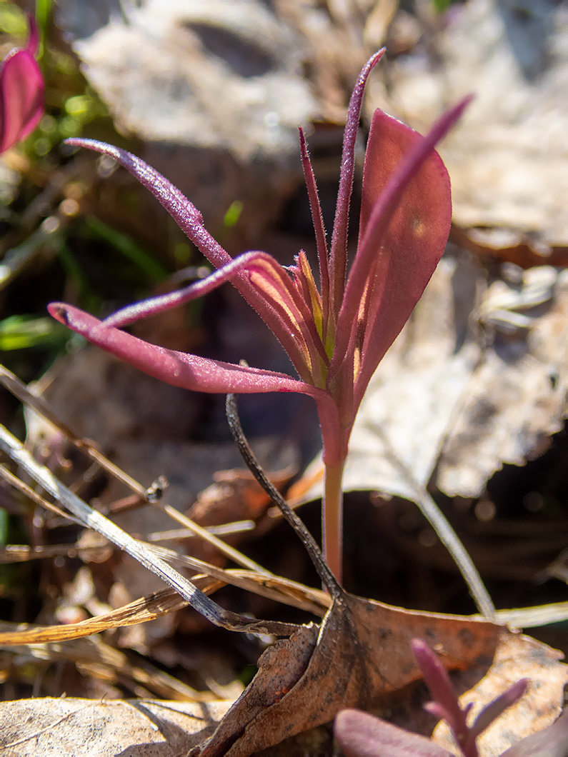 Image of Melampyrum nemorosum specimen.