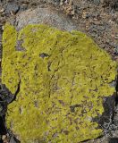 Pleopsidium flavum