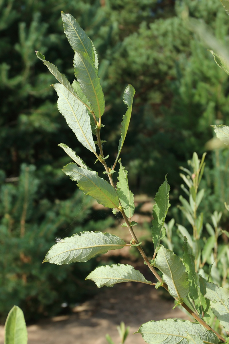 Изображение особи Salix cinerea.