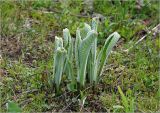 Inula helenium. Вегетирующее растение на месте перезимовавшей корневой системы. Московская обл., Раменский р-н, окр. дер. Хрипань, садовый участок. 18.05.2023.