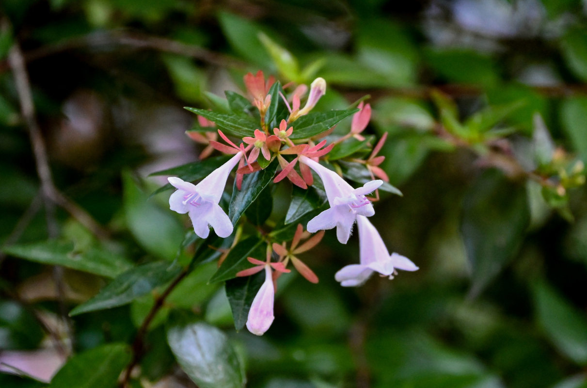 Image of Abelia &times; grandiflora specimen.