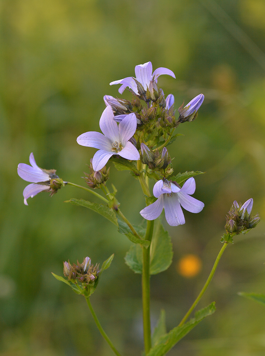 Изображение особи Gadellia lactiflora.