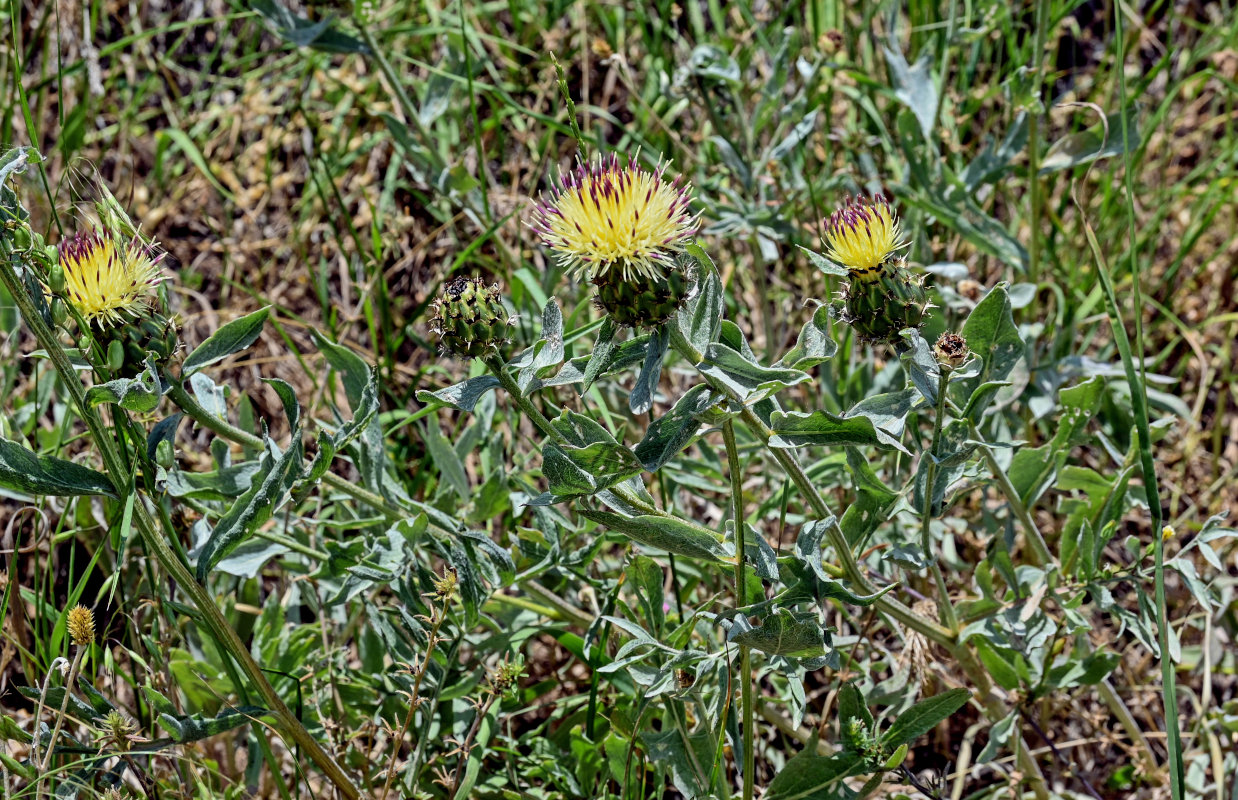 Image of Tomanthea spectabilis specimen.