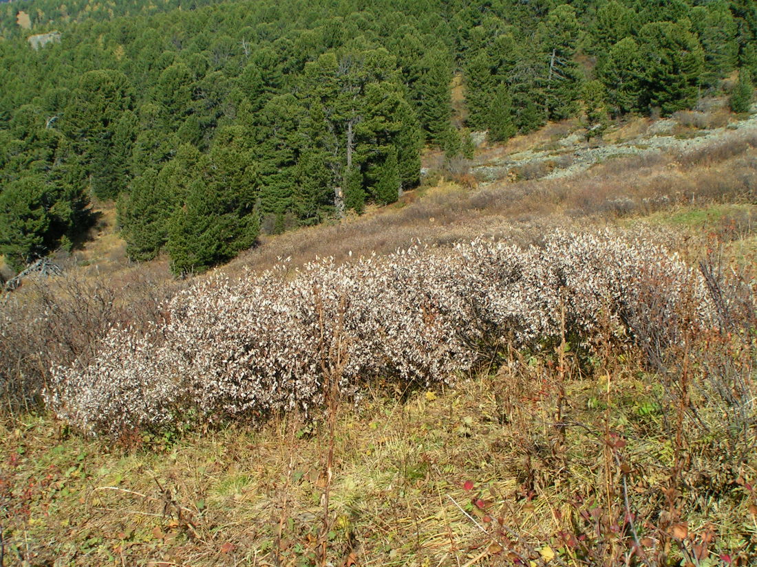 Изображение особи Salix glauca.